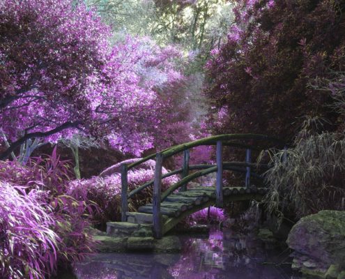 A wooden bridge in the forest with sunlight and purple flowers on one side and plain trees on the other.